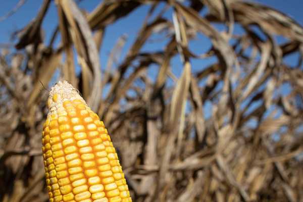 El Niño pode ser o mais forte desde 1950 e põe safra brasileira em risco