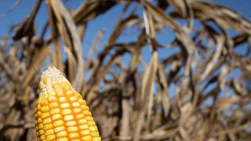 El Niño pode ser o mais forte desde 1950 e põe safra brasileira em risco