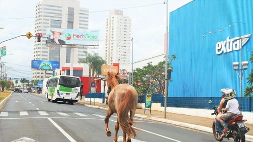 Vereadores tentam criar ‘Samu Animal’