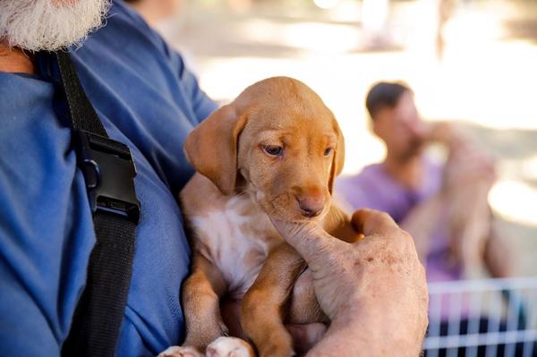 Prefeitura de Ribeirão Preto realiza mutirão de inscrição para castração gratuita de pets a partir desta quarta-feira (19)