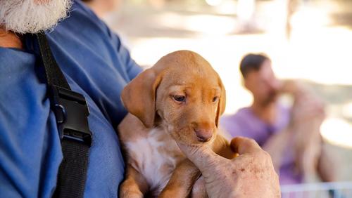 Prefeitura de Ribeirão Preto realiza mutirão de inscrição para castração gratuita de pets a partir desta quarta-feira (19)