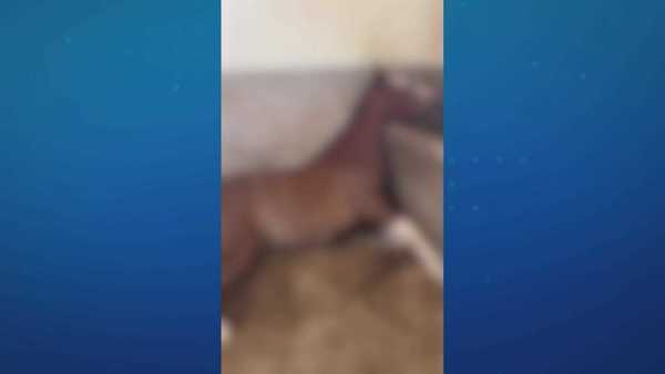 MP de Alagoas denuncia empresa de ração por morte de cavalos de raça