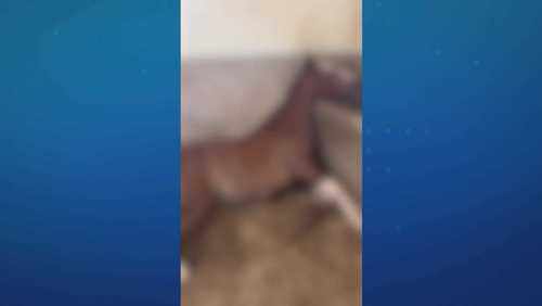 MP de Alagoas denuncia empresa de ração por morte de cavalos de raça