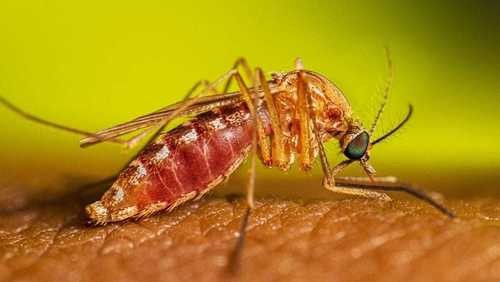 São Paulo confirma dois primeiros casos humanos de Febre do Nilo Ocidental