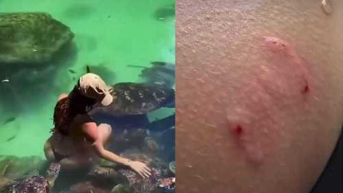 Modelo paraguaia é mordida por tartaruga durante sessão de fotos; veja