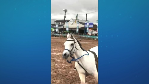 Menina de 12 anos controla cavalo desgovernado em feira agrícola