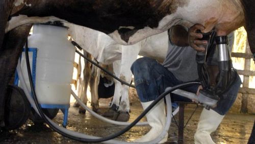 Produção de leite bate recorde mesmo com redução de vacas ordenhadas