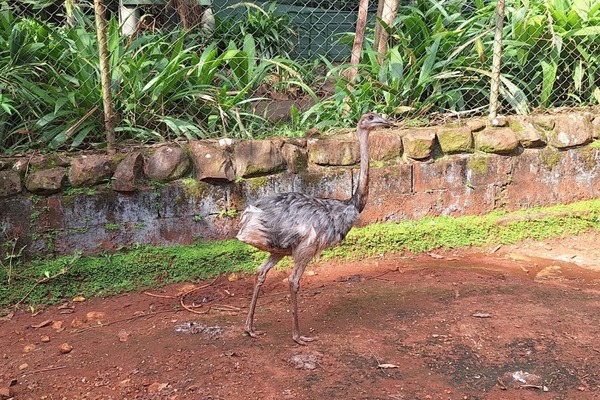 Bosque e Zoológico Dr. Fábio Barreto recebe três novos animais