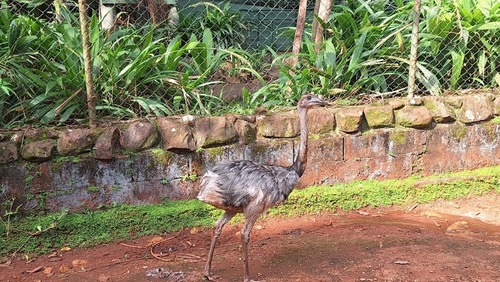 Bosque e Zoológico Dr. Fábio Barreto recebe três novos animais