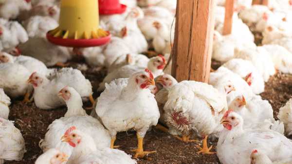 México deixa de importar frango do Brasil após foco de Doença de Newcastle