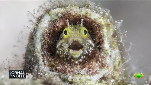 Fotógrafa brasileira é finalista de prêmio mundial com foto de peixe 'chocado'