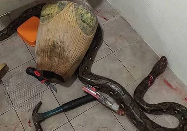 Mulher luta com cobra no banheiro e história viraliza nas redes sociais