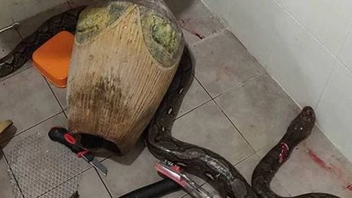 Mulher luta com cobra no banheiro e história viraliza nas redes sociais