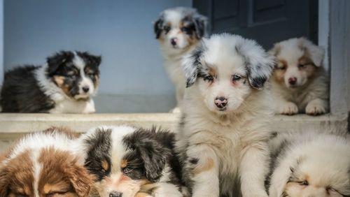Spotify lança playlists para cachorros que ficam sozinhos em casa