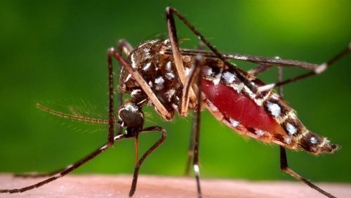 Secretaria da Saúde confirma morte de criança por dengue em Ribeirão Preto
