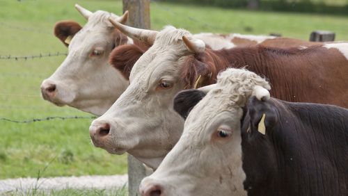Em alta, carne e até boi vivo são alvo do crime organizado