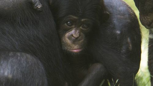 Bebê chimpanzé nasce no Zoológico de SP