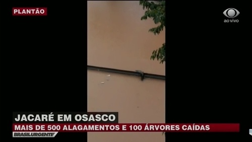 Jacaré aparece durante enchente em Osasco; assista