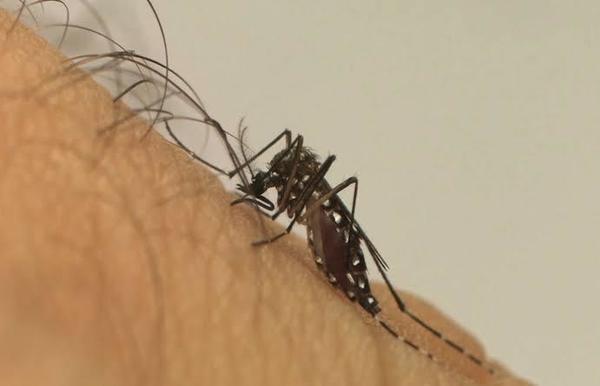 RP já soma 1.650 casos de dengue