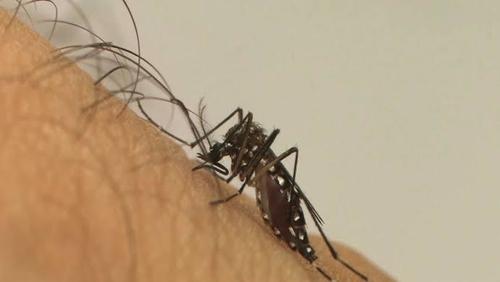 RP já soma 1.650 casos de dengue