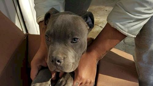 Criança abandona cachorro em abrigo para protegê-lo do pai; entenda