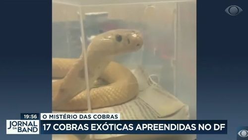 Polícia apreende 16 cobras no DF e suspeita de jovem picado por naja