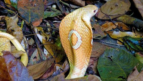 Estudante picado por cobra naja no Distrito Federal deve sair da UTI