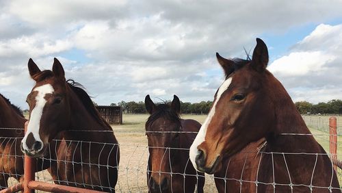 Soro obtido do sangue de cavalos pode ter anticorpos neutralizantes contra o coronavírus